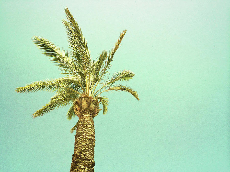 Vintage Photograph - Palm tree against the sky, retro image by GoodMood Art