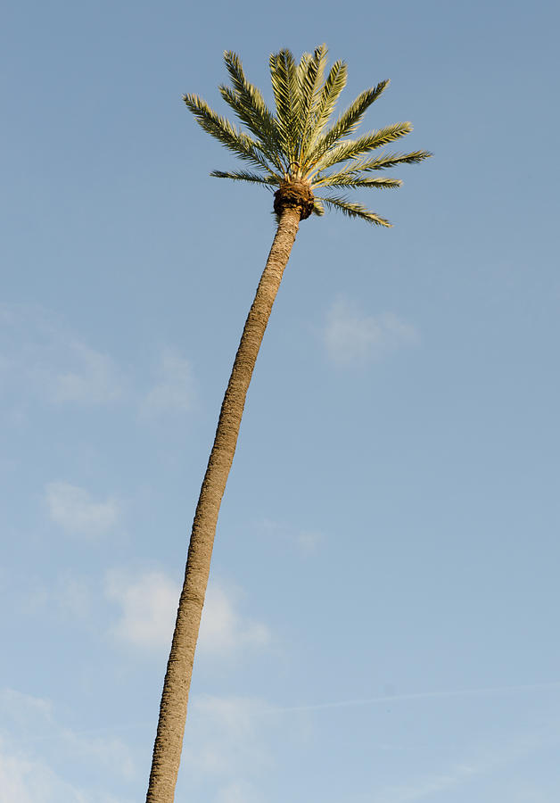 Palm tree aganist the sky Photograph by AM FineArtPrints