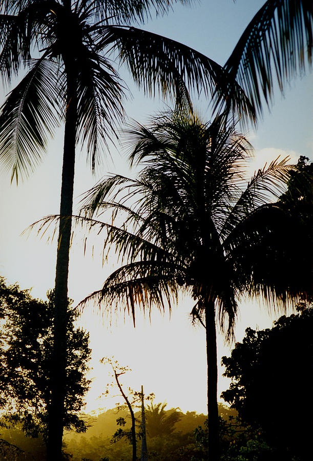 Palm Tree Photograph by Amarildo Correa
