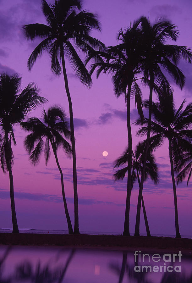 Palm Tree And Moon Photograph by Ron Dahlquist - Printscapes