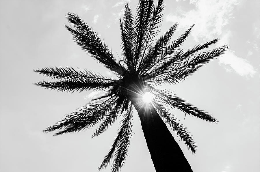 Palm tree and Sunbeams Photograph by AM FineArtPrints