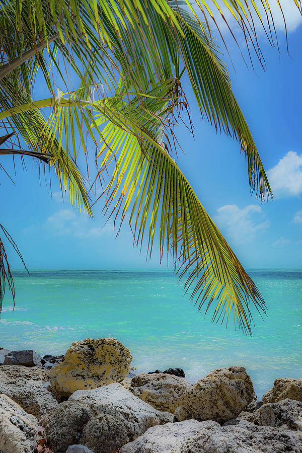 Palm Tree and Turquoise Waters Florida Keys Photograph by Jodi Lyn Jones