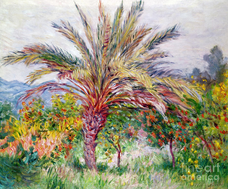 Palm Tree at Bordighera Painting by Claude Monet