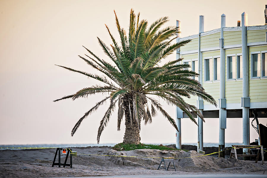 Palm Tree At Entrance To Edisto Beach Coasal Area Beach Photograph by Alex Grichenko