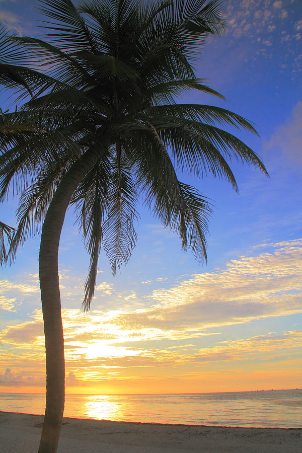 Palm Tree at Sunrise, Riviera Maya Mexico Photograph by Roupen Baker