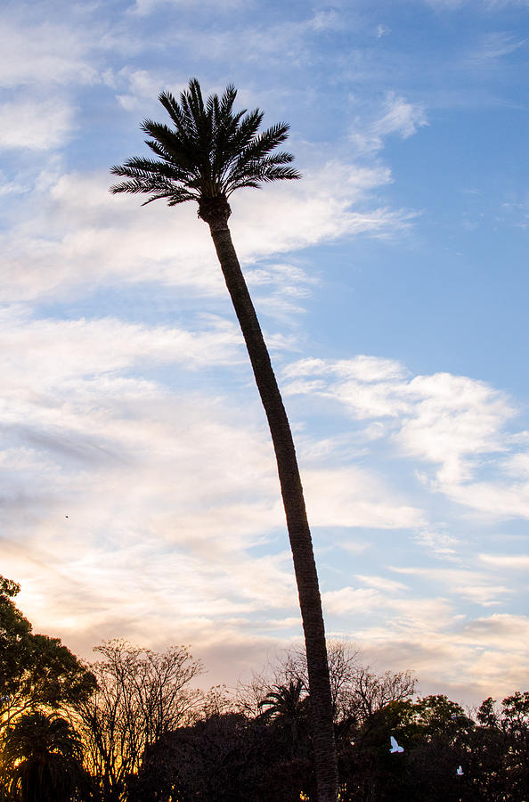 Palm tree at sunset Photograph by AM FineArtPrints