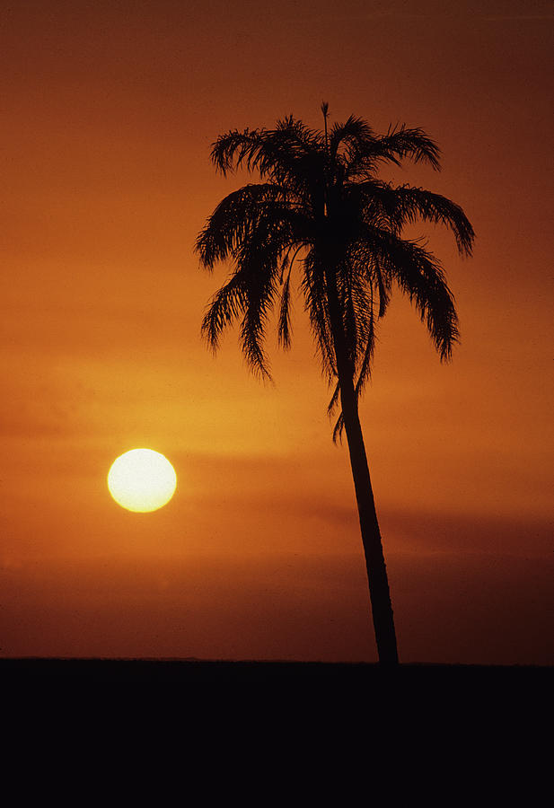 Sunset Photograph - Palm tree at Sunset by Susan  Benson