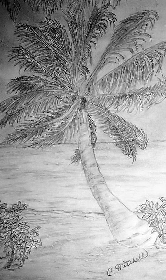 Palm Tree at the Beach Drawing by Carole Mitchell - Fine Art America