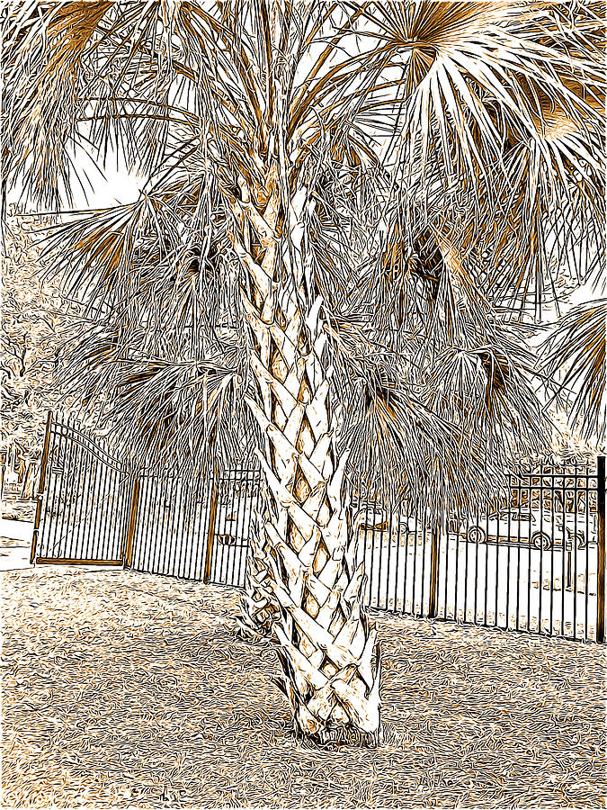 Black And White Digital Art - Palm Tree at the Botanical Gardens in Black and White and Sepia Tones by Marian Bell