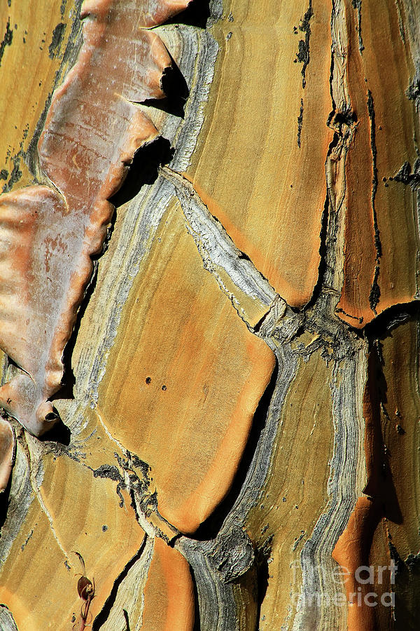 Palm Tree Bark Abstract Photograph by Teresa Zieba