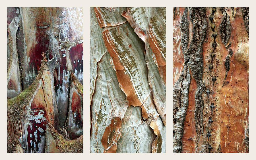 Palm Tree Bark Triptych Photograph by Jessica Jenney