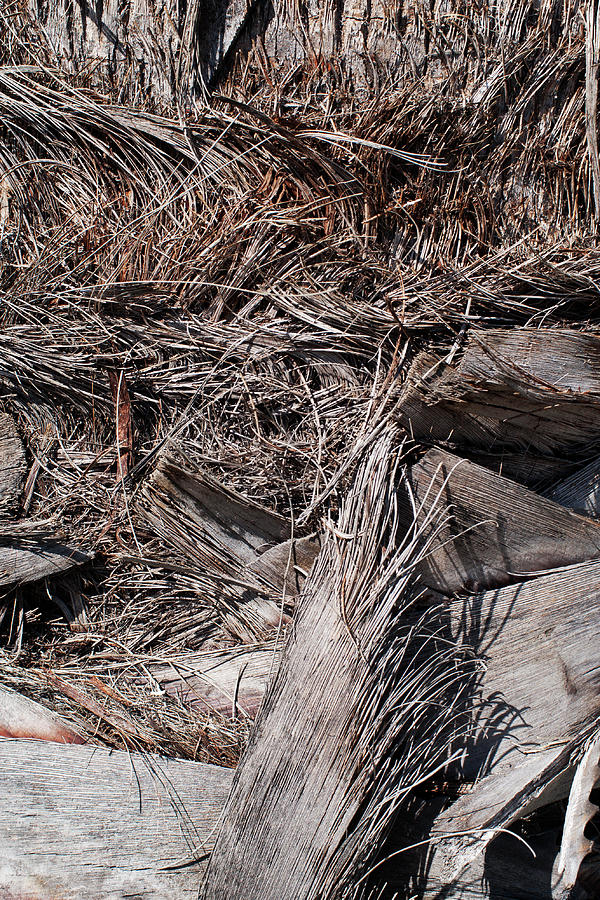 Palm Tree Bark Photograph by Robert Braley