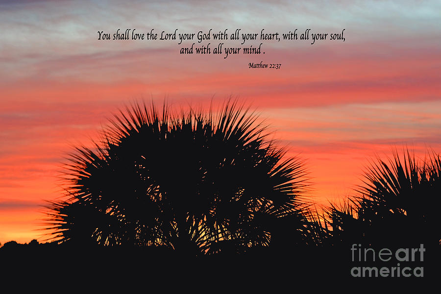 Palm Tree Bible Verse Photograph by Linda Vodzak - Pixels