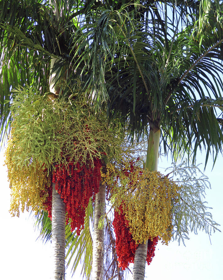 Palm Tree Blooms Photograph by Randall Weidner - Fine Art America