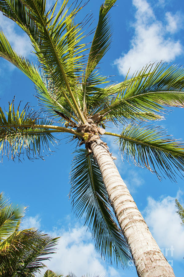 Palm Tree, Blue Skies Photograph