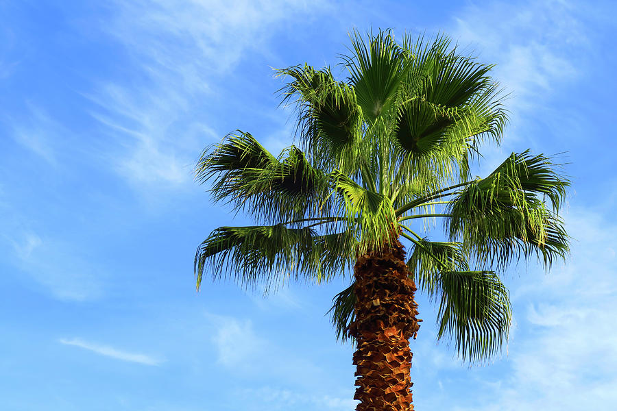 Palm Tree, Blue Sky, Wispy Clouds Photograph