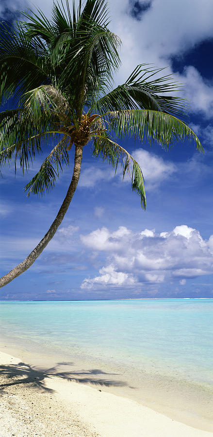 Palm Tree Bora Bora French Polynesia Photograph by Panoramic Images ...