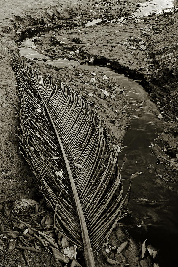 Palm Tree Branch-2- St Lucia Photograph by Chester Williams