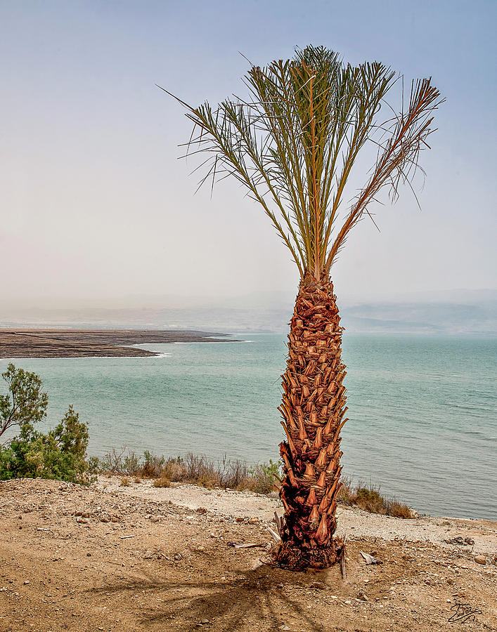 Palm Tree By The Dead Sea Photograph by Endre Balogh