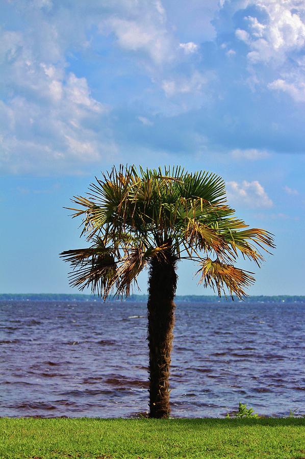 Nature Photograph - Palm Tree By The Lake by Cynthia Guinn