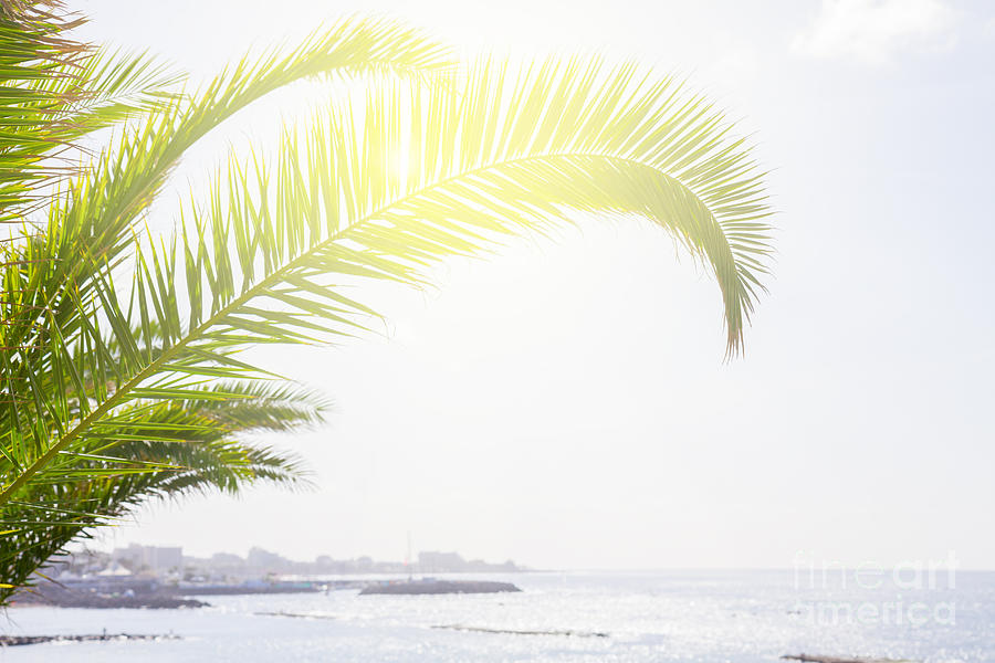 Palm Tree by the Sea Photograph by Anastasy Yarmolovich