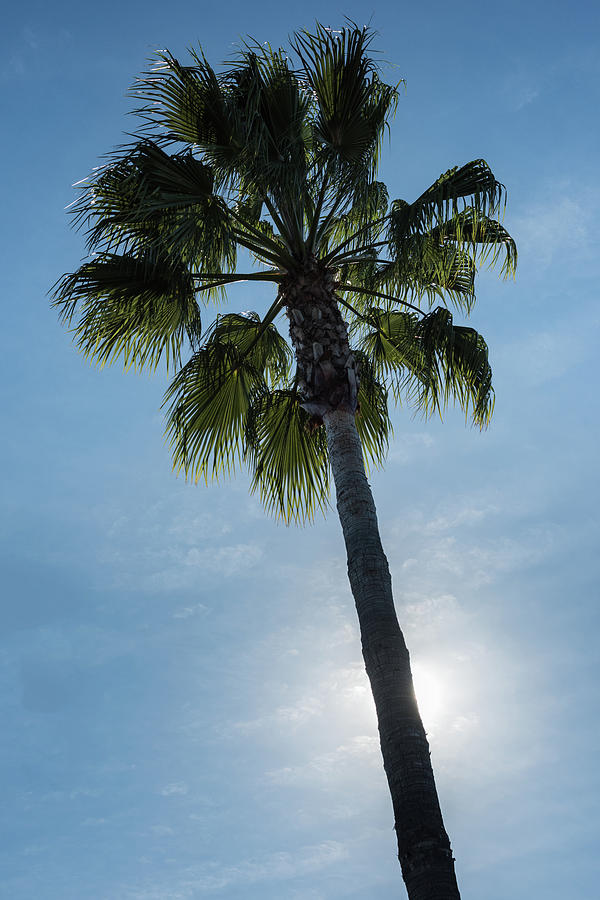 Tree Photograph - Palm Tree California by Steve Gadomski