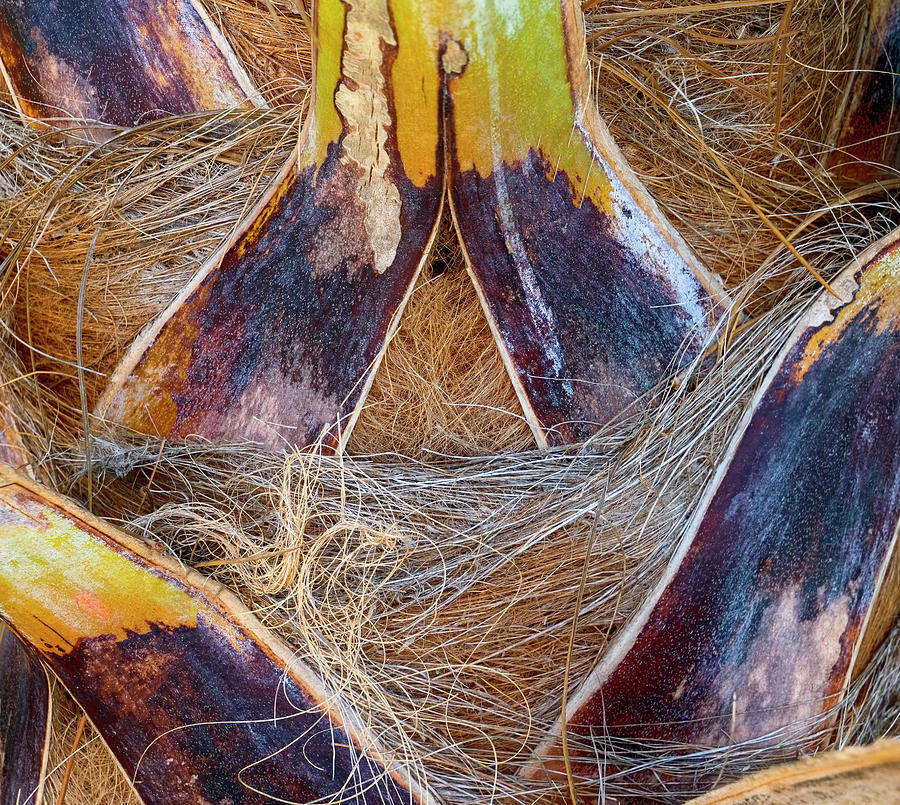 Palm Tree Colors Photograph by Tom Singleton