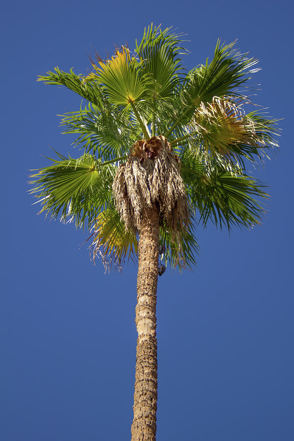 Palm Tree Photograph by Darrell Foster