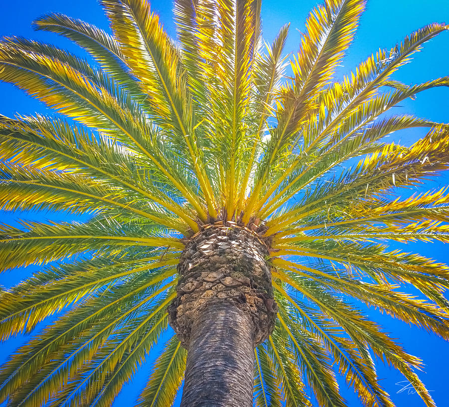 Palm Tree Details 2 Photograph by Shari Warren Photography - Fine Art ...