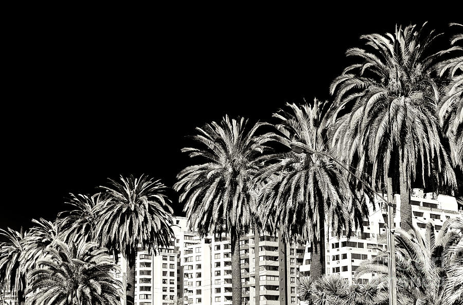 Palm Tree Dimensions in Vina del Mar Photograph by John Rizzuto