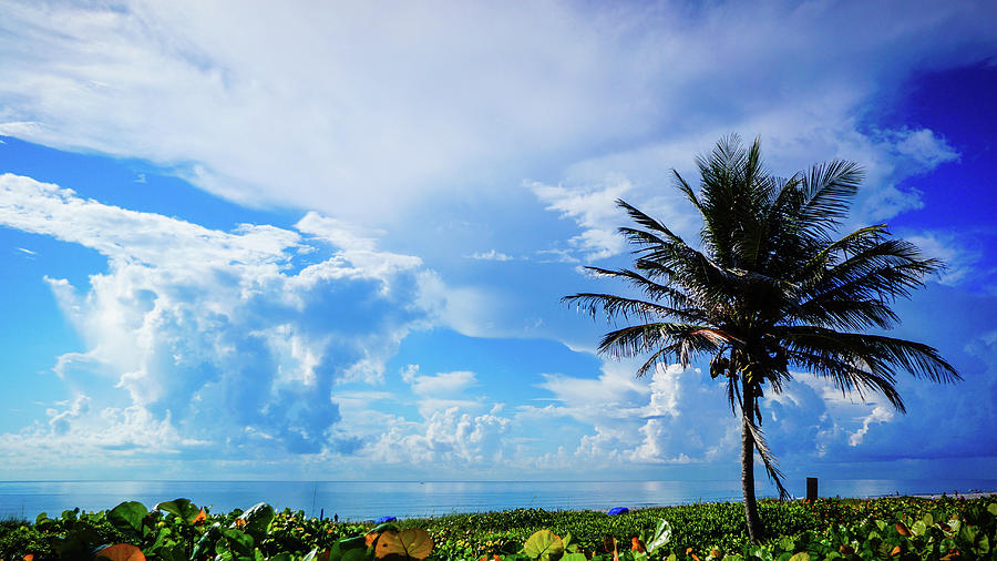 Palm Tree Dream Delray Beach Florida Photograph by Lawrence S Richardson Jr