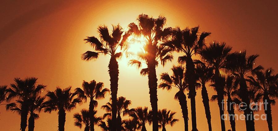 Palm Tree Dreams Photograph by Jenny Revitz Soper