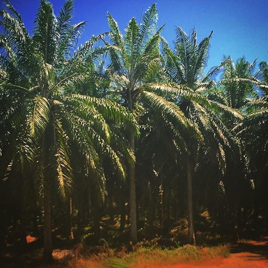 Nature Photograph - Palm Tree Farm, Costa Rica. #earth by Alex Schmidt