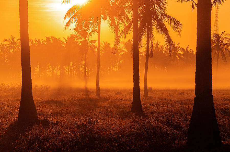 Khu vực cây dừa rộng lớn, hoang sơ và mát mẻ sẽ cho bạn một trải nghiệm thật đặc biệt, khi chiêm ngưỡng những bức ảnh đầy nhiệt huyết về các dòng dừa cùng phong cảnh hoang sơ.