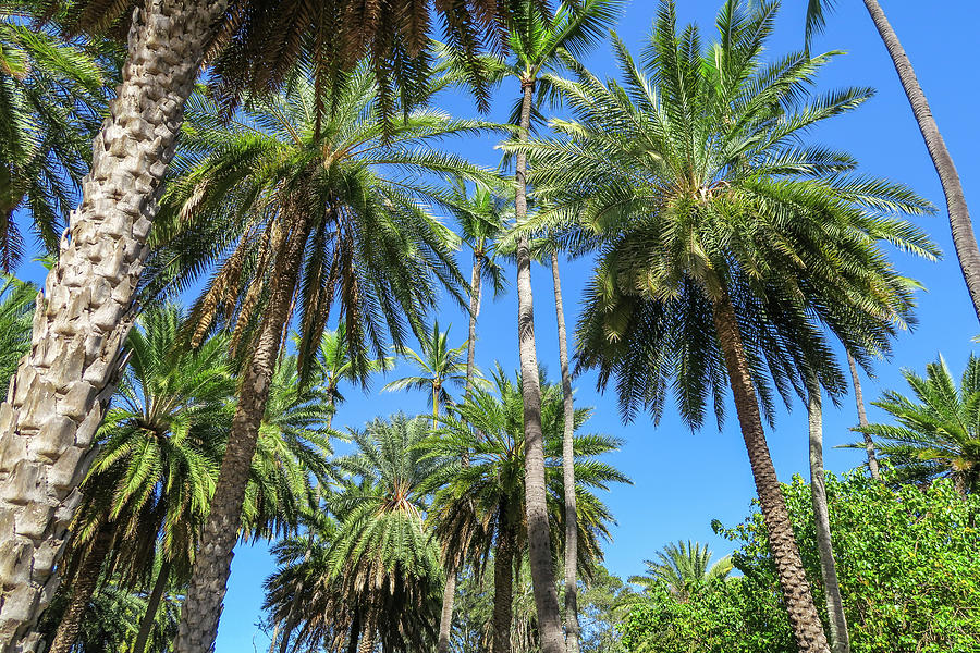Palm Tree Forest Photograph by Jera Sky