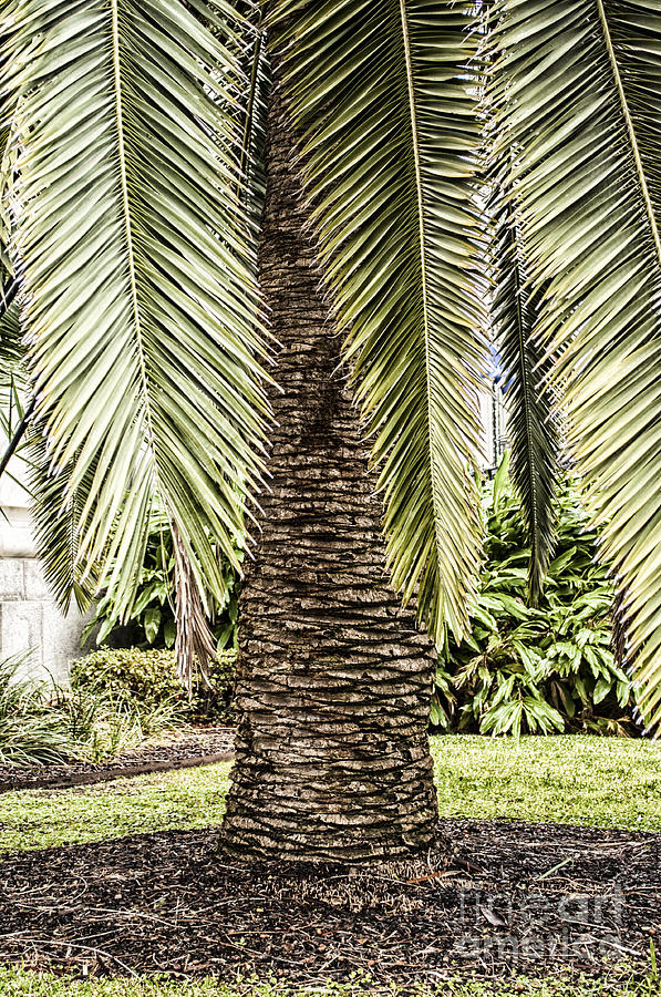 Palm Tree Photograph by Frances Ann Hattier