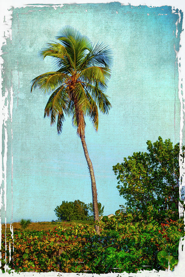 Palm Tree Ft Myers FL_DSC00702_16 Photograph by Greg Kluempers