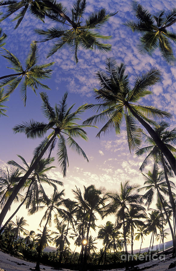 Palm tree grove Photograph by Greg Vaughn - Printscapes