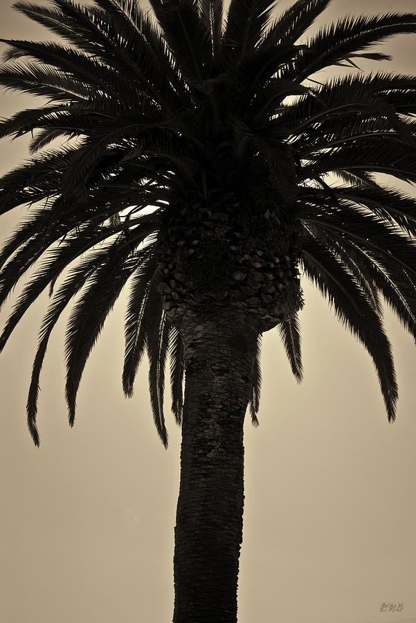 Palm Tree II Toned Photograph by David Gordon