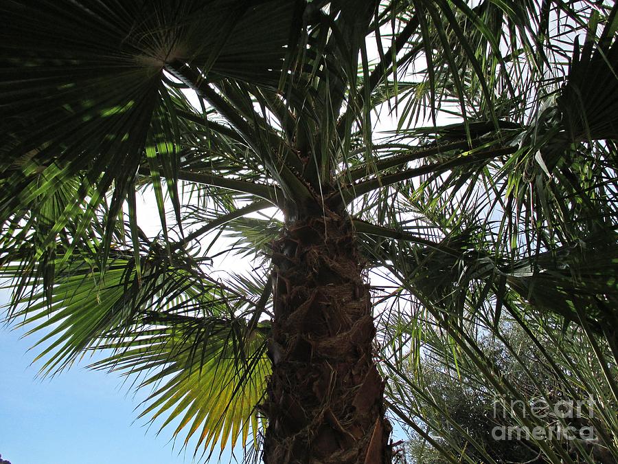 Palm tree in Almunecar Photograph by Chani Demuijlder