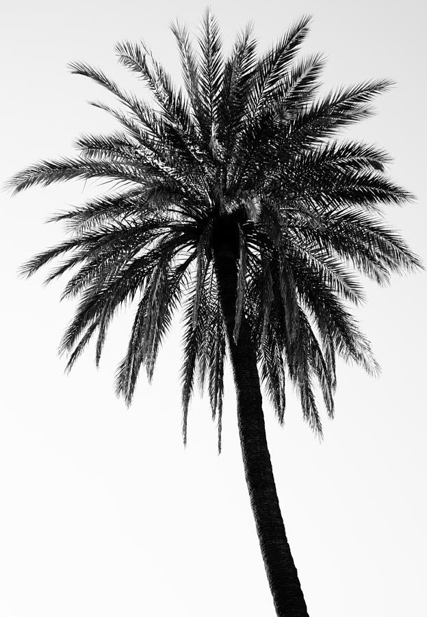 Palm tree in black and white Photograph by AM FineArtPrints