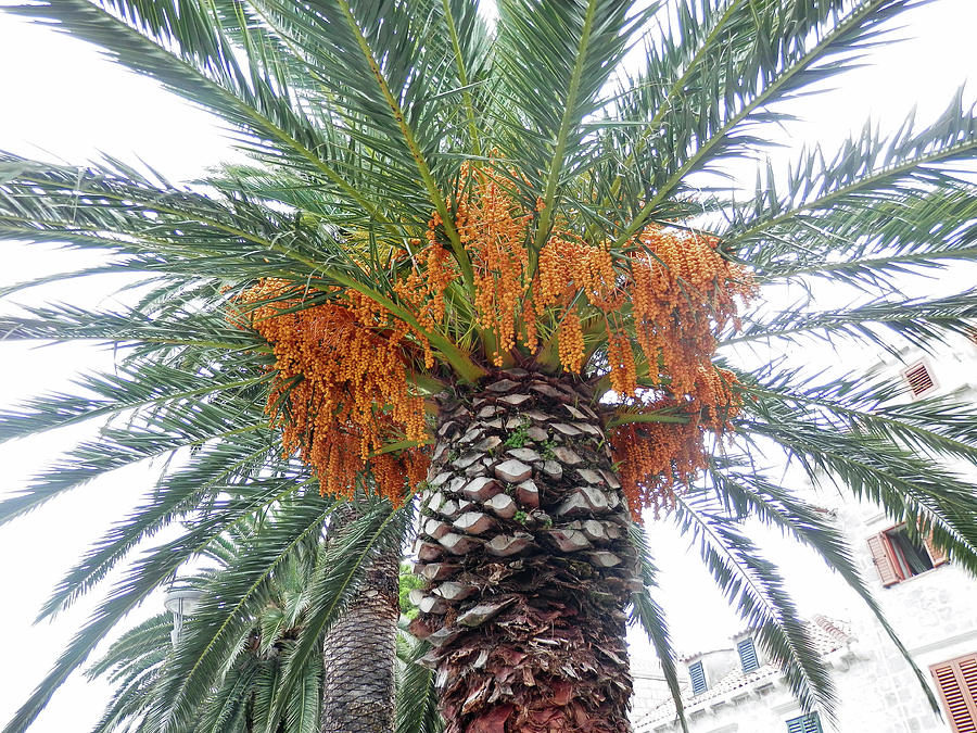 Palm Tree in Cavtat Photograph by Pema Hou