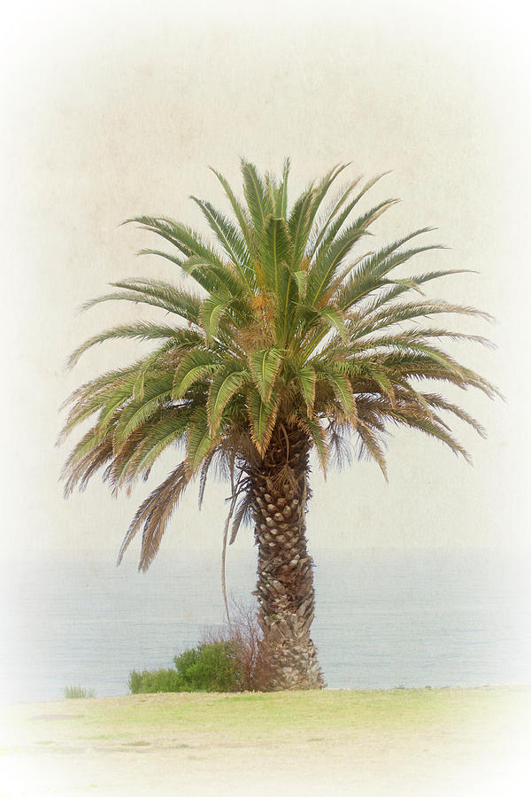 Palm Tree in Coastal California in a Retro Style Photograph by Anthony Murphy