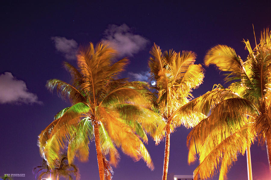 Palm Tree In Color Photograph by Ken Figurski