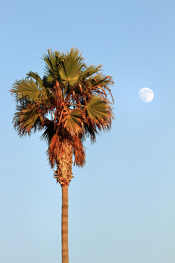 Palm tree in Huntington Beach Photograph by Pierre Leclerc Photography