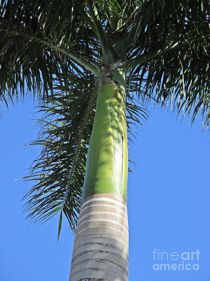 Palm tree in Malaga Photograph by Chani Demuijlder