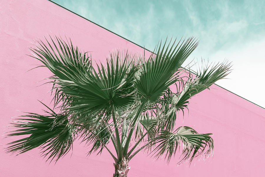 Palm Tree in Millennial Pink and Mint Green Photograph by Georgia Mizuleva