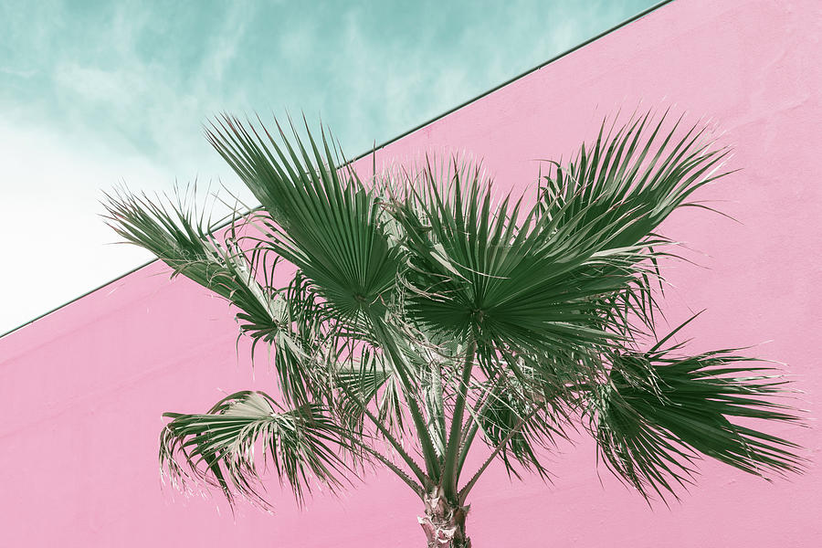 Palm Tree in Millennial Pink and Mint Greens Photograph by Georgia Mizuleva