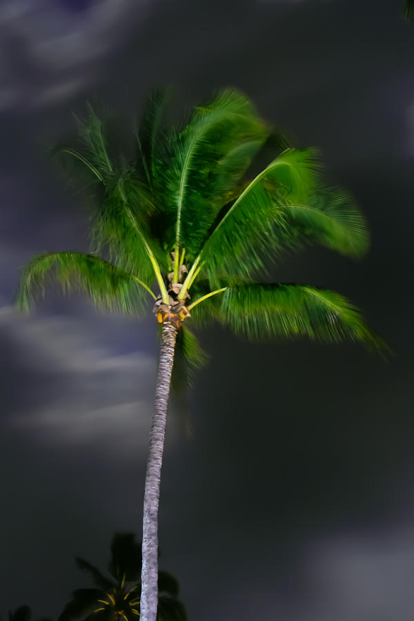 Palm Tree in Moonlight Photograph by Roger Mullenhour