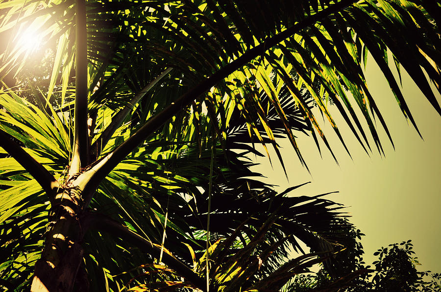Palm Tree in Sunny Ocho Rios Jamaica Photograph by Patricia Awapara